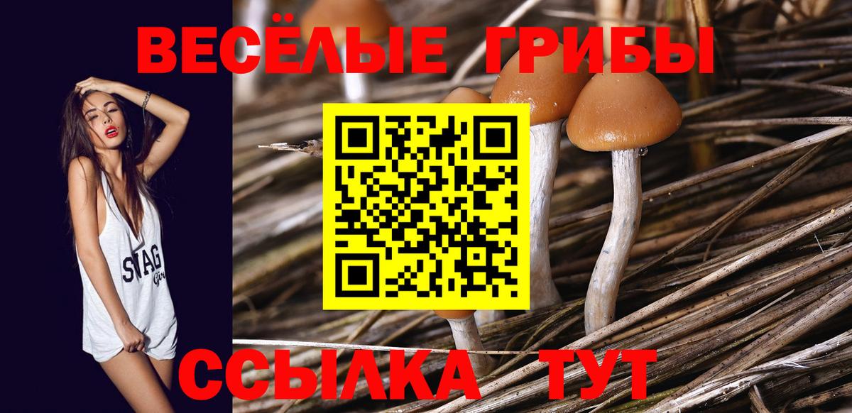 Галлюциногенные грибы Psilocybe  Вход с VPN  Махачкала  Галлюциногенные грибы мухоморы 